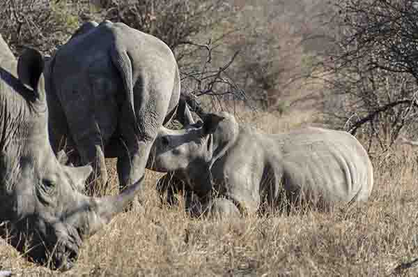 46 - Rinocerontes Blancos - parque nacional Kruger - Sudafrica